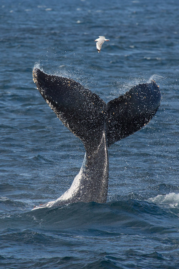 Humpback whale EOS5D_50749.jpg