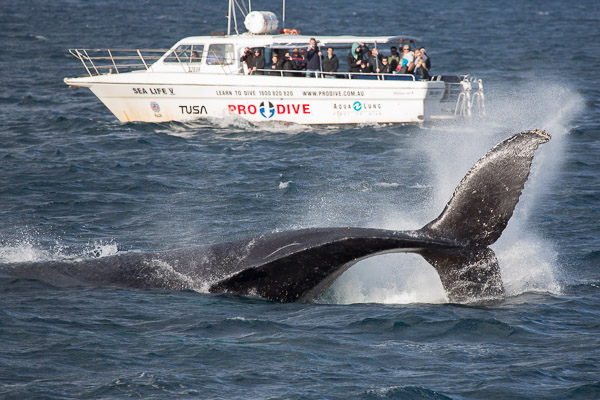 Humpback whale EOS5D_50776.jpg