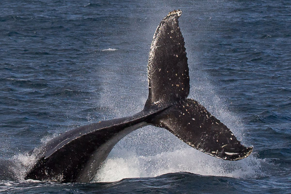 Humpback whale EOS5D_50807.jpg