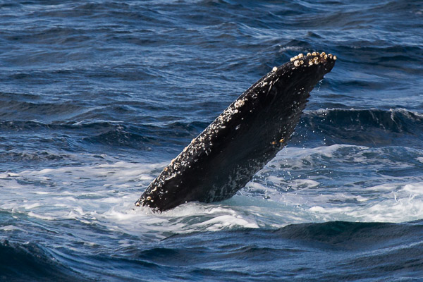 Humpback whale EOS5D_50828.jpg
