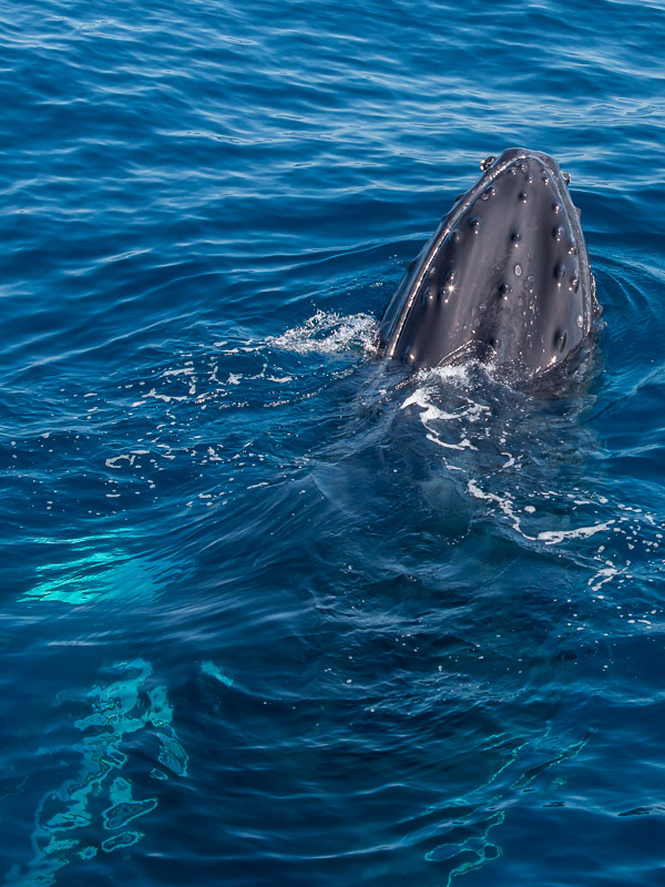 Whales going south EOS70D_0052.jpg