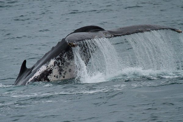 Humpback whale EOS7D1_6993.jpg