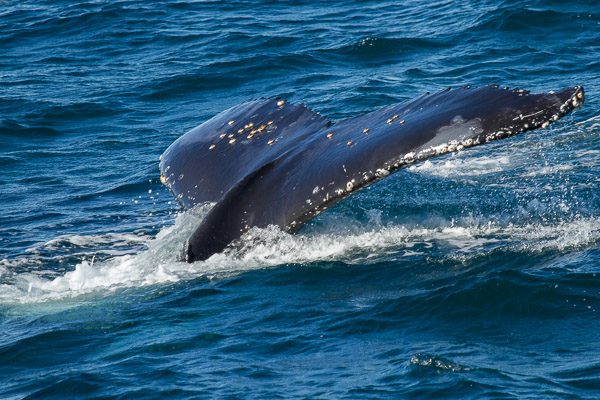 Humpback whale EOS7D1_7372.jpg