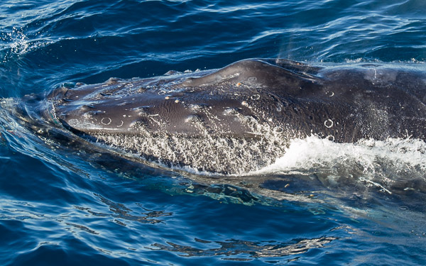 Humpback whale EOS7D1_7577.jpg