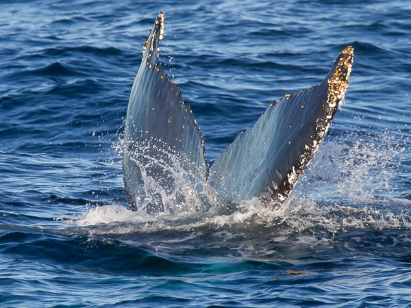 Humpback whale EOS7D1_7609.jpg