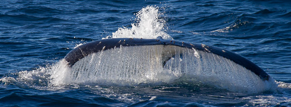 Humpback whale EOS7D1_8173.jpg