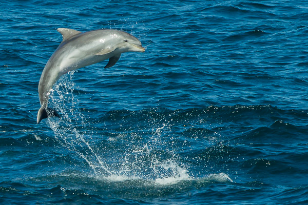 Dolphins EOS7D2_9642.jpg