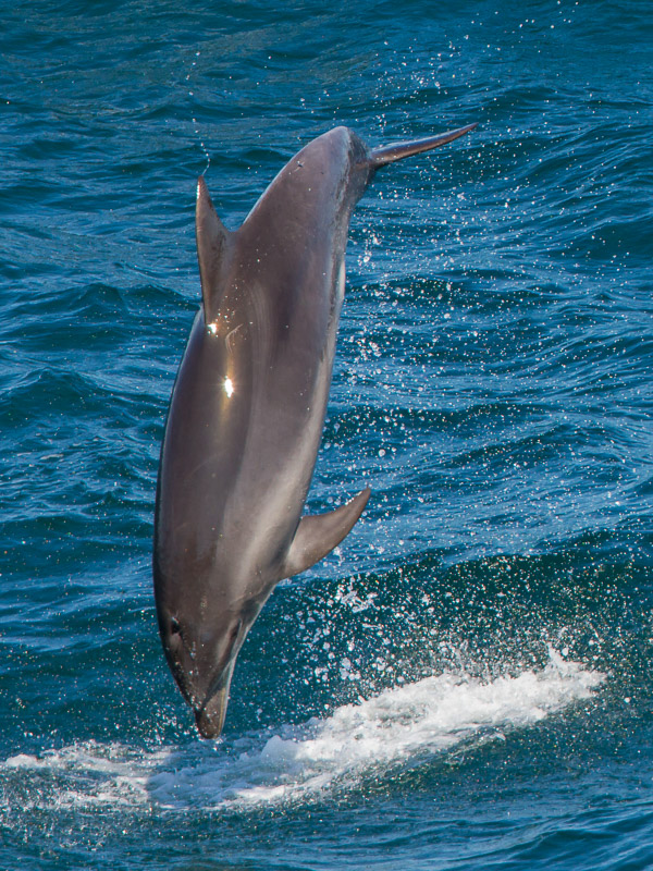 Dolphins EOS7D2_9647.jpg