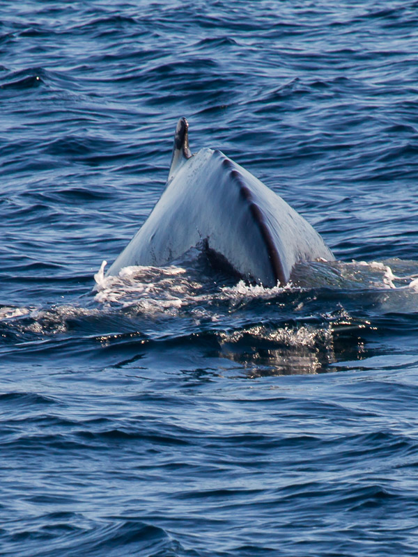 Humpback whale _4287.jpg