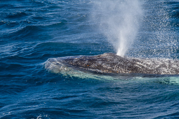 Humpback whale _MG_6315.jpg