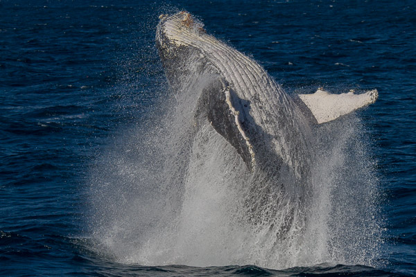 Humpback Whale _MG_6462.jpg