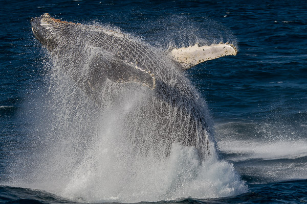 Humpback whale _MG_6475.jpg
