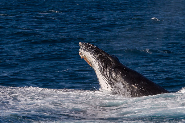 Humpback whale _MG_6489.jpg
