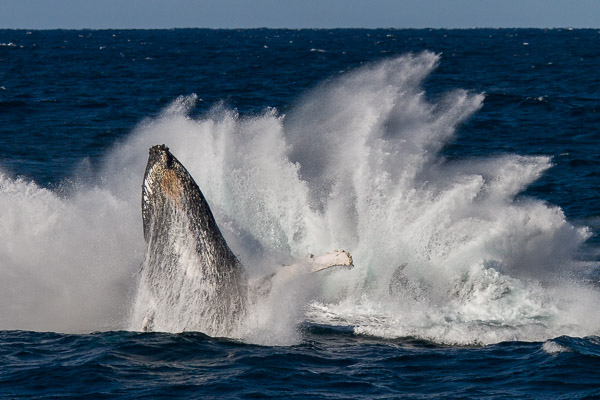 Humpback whale _MG_6609.jpg