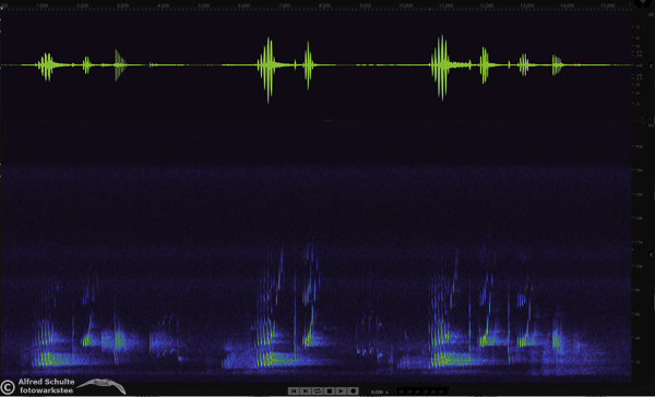 Pipistrellus Nathusis' song